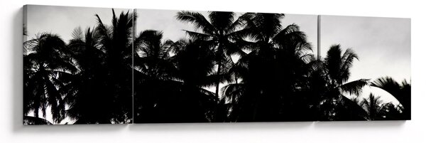 Obraz czarno - biały - palmy (170x50 cm)