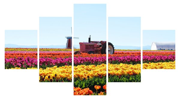 Obraz farmy tulipanów (125x70 cm)