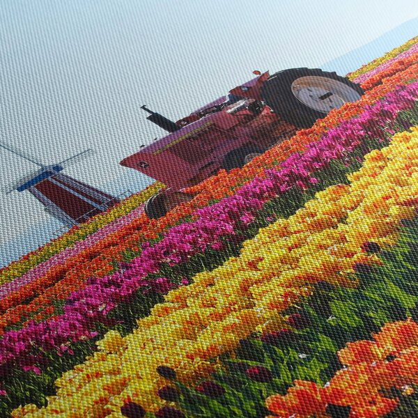 Obraz farmy tulipanów (70x50 cm)
