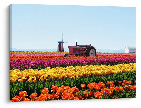 Obraz farmy tulipanów (70x50 cm)