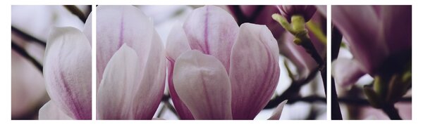 Obraz - Magnolia (170x50 cm)