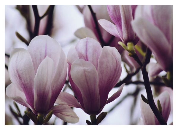 Obraz - Magnolia (70x50 cm)