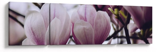 Obraz - Magnolia (170x50 cm)
