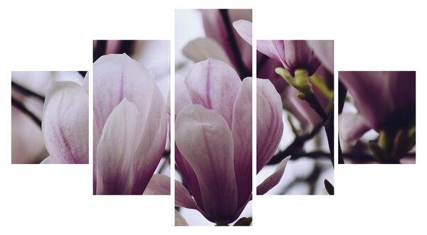 Obraz - Magnolia (125x70 cm)