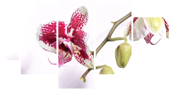 Obraz kwiatu orchidei (125x70 cm)