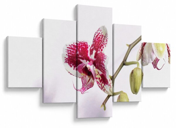 Obraz kwiatu orchidei (125x70 cm)