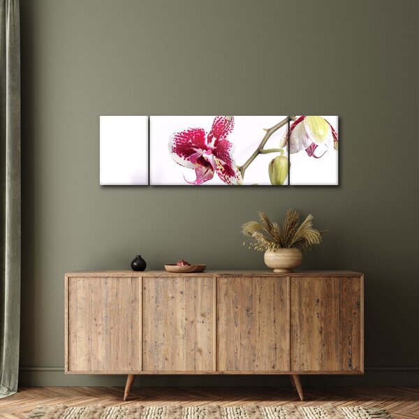 Obraz kwiatu orchidei (170x50 cm)