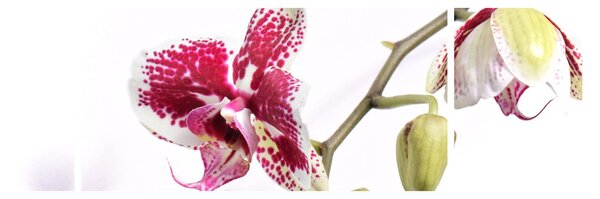 Obraz kwiatu orchidei (170x50 cm)