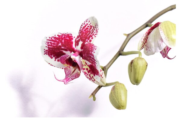 Obraz kwiatu orchidei (70x50 cm)