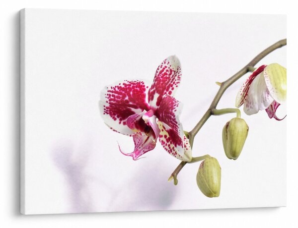 Obraz kwiatu orchidei (70x50 cm)