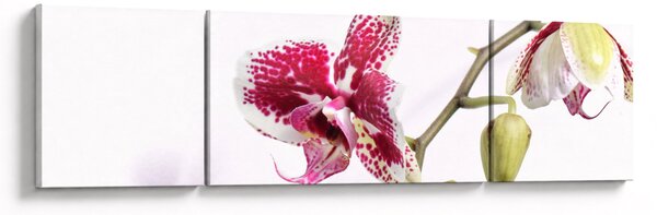 Obraz kwiatu orchidei (170x50 cm)