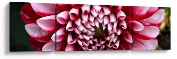 Obraz różowej dalii (170x50 cm)