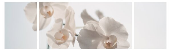 Obraz białej orchidei (170x50 cm)