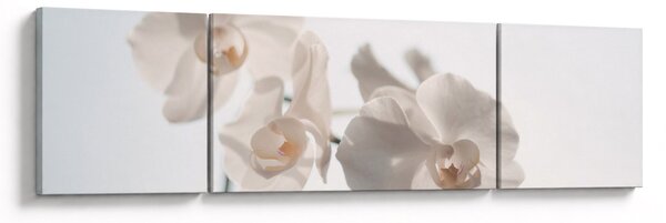 Obraz białej orchidei (170x50 cm)
