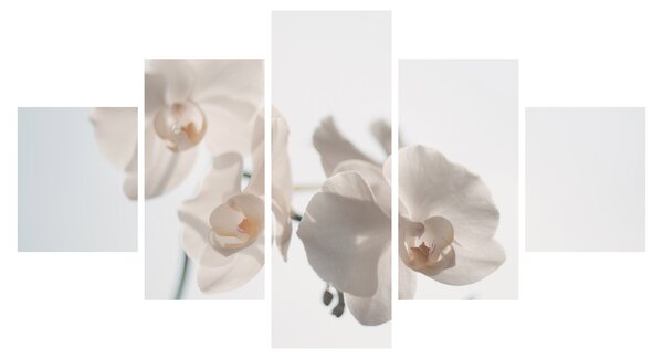 Obraz białej orchidei (125x70 cm)