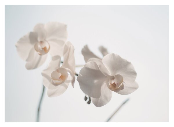 Obraz białej orchidei (70x50 cm)