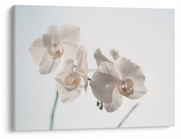Obraz białej orchidei (70x50 cm)
