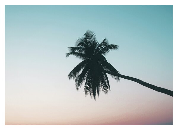 Obraz - Palma na Bali (70x50 cm)