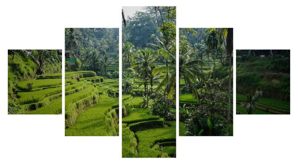 Obraz tarasów ryżowych Tegalalang, Bali (125x70 cm)