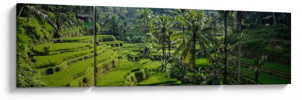 Obraz tarasów ryżowych Tegalalang, Bali (170x50 cm)