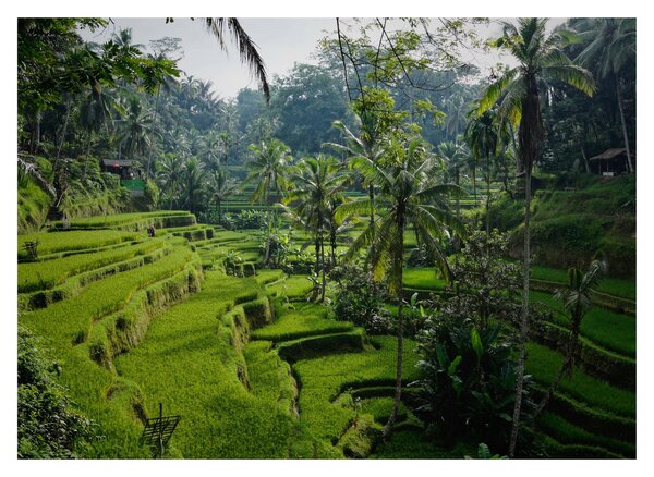 Obraz tarasów ryżowych Tegalalang, Bali (70x50 cm)
