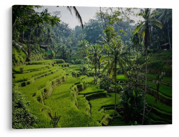 Obraz tarasów ryżowych Tegalalang, Bali (70x50 cm)