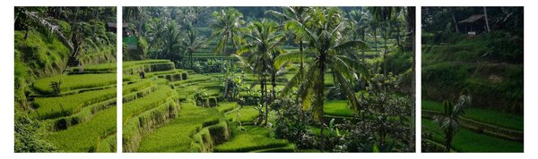 Obraz tarasów ryżowych Tegalalang, Bali (170x50 cm)