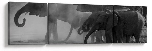 Obraz słoni - czarno - biały (170x50 cm)