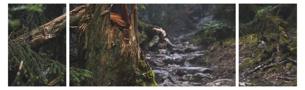 Obraz - W lesie (170x50 cm)