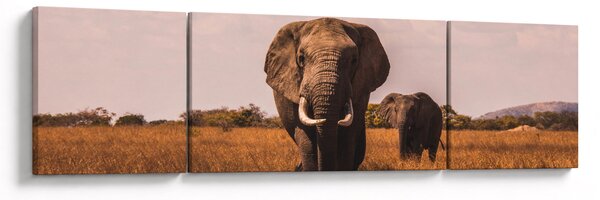 Obraz - Przybycie słonia (170x50 cm)
