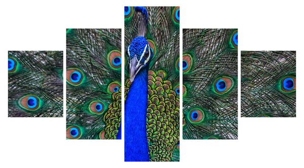 Obraz - Paw (125x70 cm)
