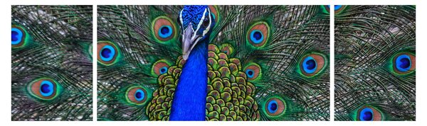 Obraz - Paw (170x50 cm)