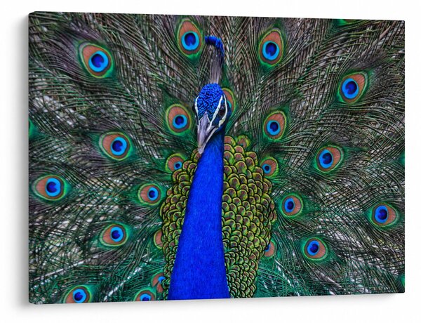 Obraz - Paw (70x50 cm)