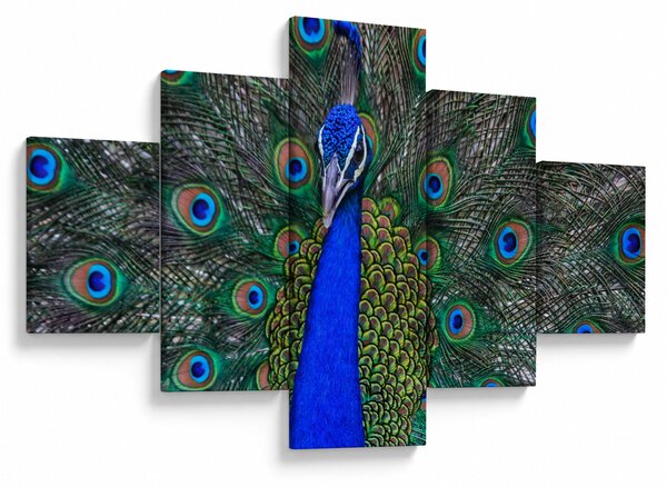 Obraz - Paw (125x70 cm)