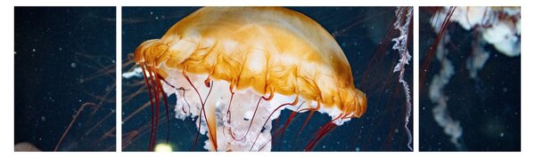 Obraz meduzy (170x50 cm)