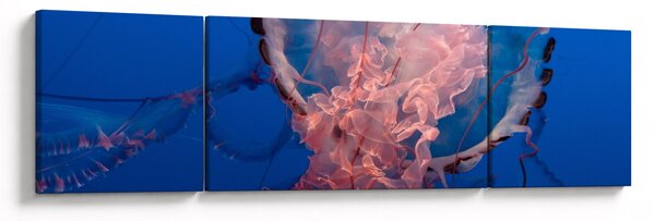 Obraz meduzy (170x50 cm)