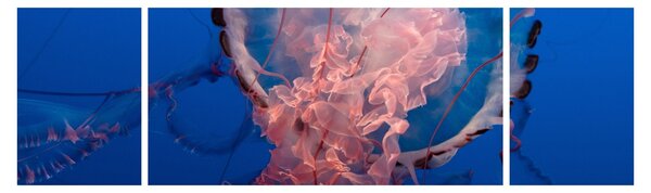 Obraz meduzy (170x50 cm)