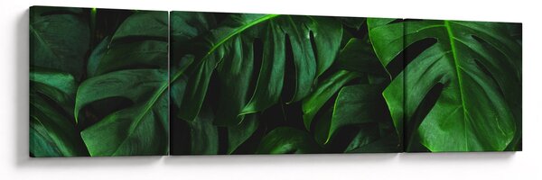 Obraz liści Monstery (170x50 cm)