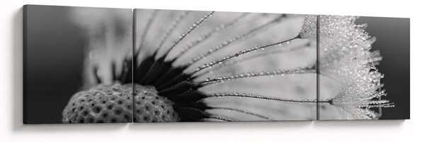 Obraz dmuchawca, czarno - biały (170x50 cm)