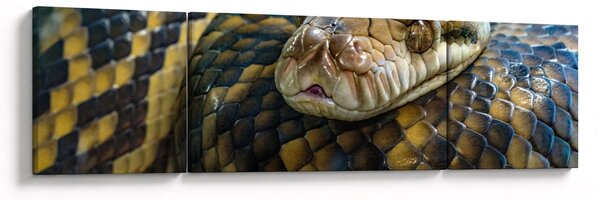 Obraz - Pyton (170x50 cm)
