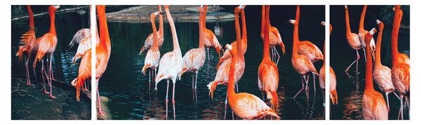 Obraz stada flamingów (170x50 cm)