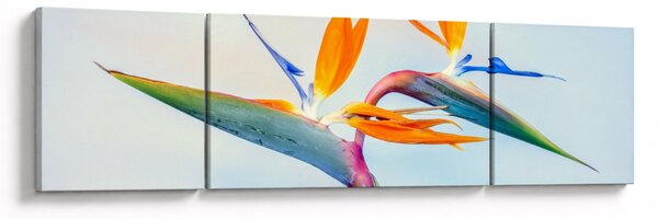 Obraz kwiatu Strelicji (170x50 cm)
