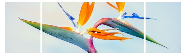 Obraz kwiatu Strelicji (170x50 cm)