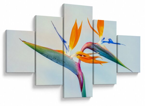 Obraz kwiatu Strelicji (125x70 cm)
