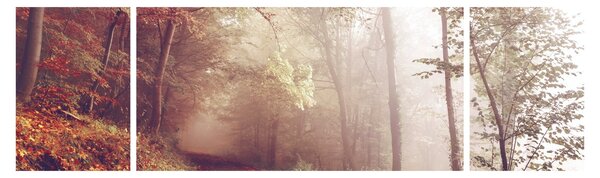 Obraz - Jesienny spacer po lesie (170x50 cm)
