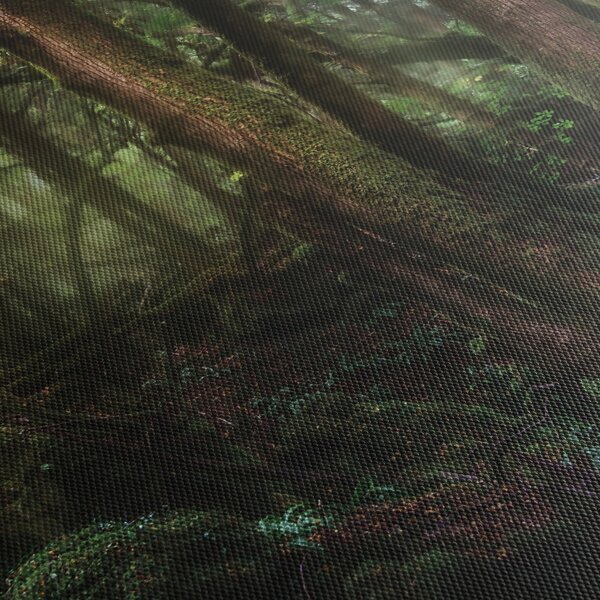 Obraz - Tajemniczy las (125x70 cm)