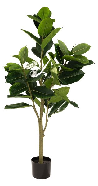 Fikus w doniczce 145 cm