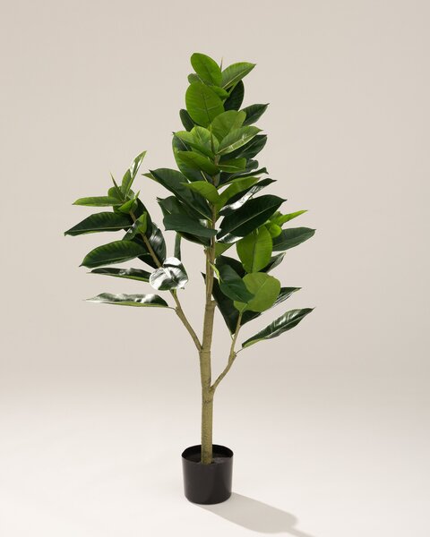 Fikus w doniczce 145 cm