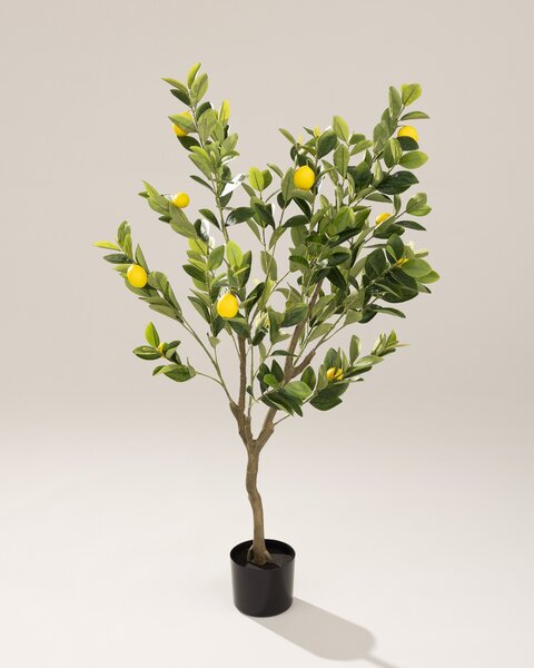 Drzewko cytrynowe Classic w doniczce 125 cm