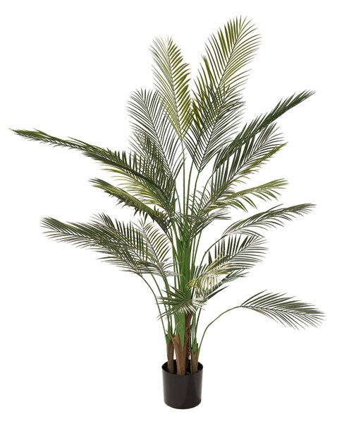 Palma Areka w doniczce 185 cm